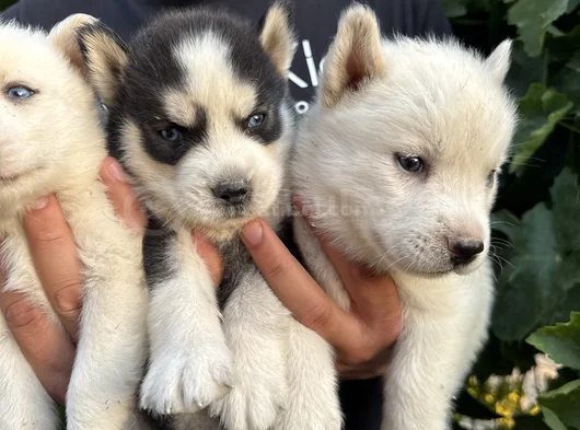 Mavi Göz Husky Bebekler görsel