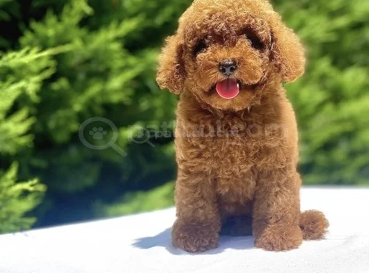 Kore Orji̇nal Poodle Bebekler Garanti̇li̇