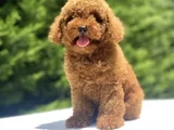 Kore Orji̇nal Poodle Bebekler Garanti̇li̇