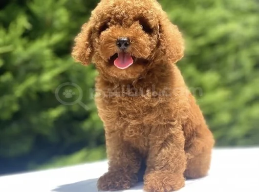 Kore Orji̇nal Poodle Bebekler Garanti̇li̇ görsel