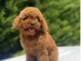 Kore Orji̇nal Poodle Bebekler Garanti̇li̇