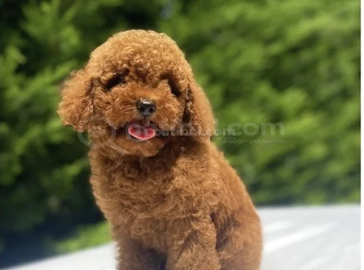 Kore Orji̇nal Poodle Bebekler Garanti̇li̇ görsel
