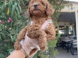 Toy Poodle Yavrularım Sağlık Ve Irk Garantilidir
