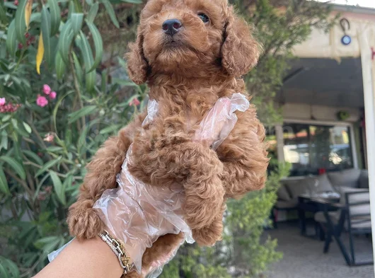 Toy Poodle Yavrularım Sağlık Ve Irk Garantilidir görsel