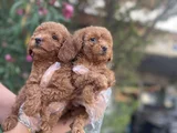 Toy poodle yavrularım sağlık ve ırk garantilidir