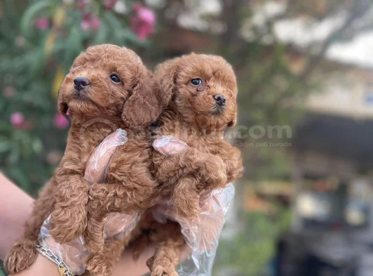 Toy Poodle Yavrularım Sağlık Ve Irk Garantilidir