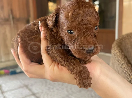 Toy Poodle Yavrularım Sağlık Ve Irk Garantilidir görsel