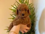 İlk Gören Kaptı Nadir Ve Sağlıklı Poodle Yavruları