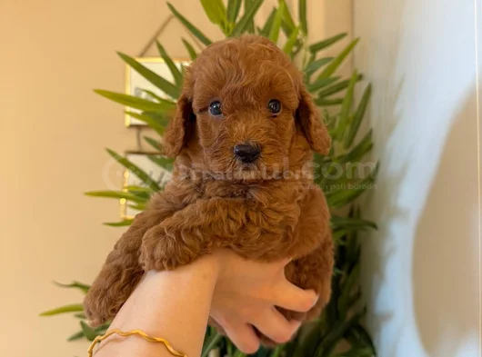 İlk Gören Kaptı Nadir Ve Sağlıklı Poodle Yavruları görsel