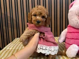 İlk Gören Kaptı Nadir Ve Sağlıklı Poodle Yavruları