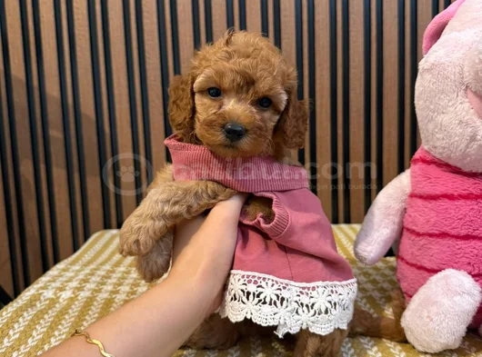 İlk Gören Kaptı Nadir Ve Sağlıklı Poodle Yavruları görsel