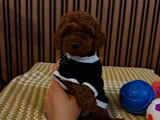 İlk Gören Kaptı Nadir ve Sağlıklı Poodle Yavruları