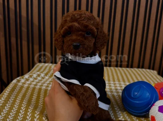 İlk Gören Kaptı Nadir Ve Sağlıklı Poodle Yavruları