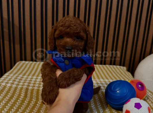 İlk Gören Kaptı Nadir Ve Sağlıklı Poodle Yavruları görsel