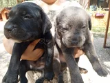 Satılık has cane corso ulaşmak için arayın