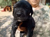 Satılık Has Cane Corso Ulaşmak Için Arayın