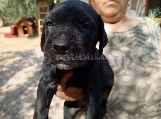Satılık Has Cane Corso Ulaşmak Için Arayın görsel