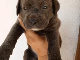 Satılık Has Cane Corso Ulaşmak Için Arayın