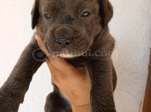 Satılık Has Cane Corso Ulaşmak Için Arayın görsel