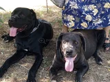 Satılık Has Cane Corso Ulaşmak Için Arayın