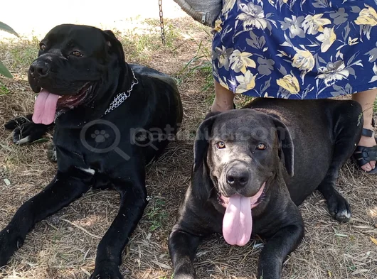 Satılık Has Cane Corso Ulaşmak Için Arayın görsel