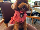 Anne Altından Evde Bakılan Kore Kan Mini Poodle