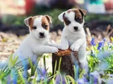 KALİTELİ  JACK RUSSELL YAVRULARI 