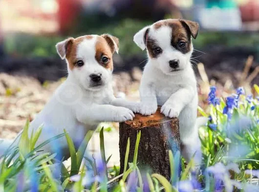 Kali̇teli̇  Jack Russell Yavrulari 