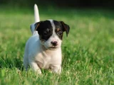 Kali̇teli̇  Jack Russell Yavrulari 