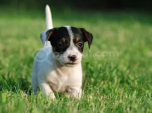 Kali̇teli̇  Jack Russell Yavrulari  görsel