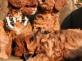 Anne altından evde bakılan kore kan mini poodle