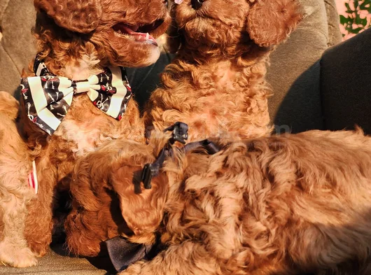 Anne Altından Evde Bakılan Kore Kan Mini Poodle
