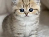 Benzersiz Black Golden British Shorthair