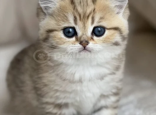 Benzersiz Black Golden British Shorthair görsel