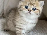 Benzersiz Black Golden British Shorthair