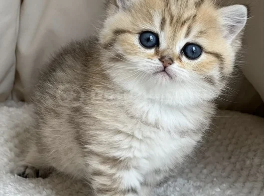 Benzersiz Black Golden British Shorthair