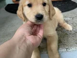 Baby Face Küt Burunlu Golden Retriever Bebekler