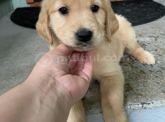 Baby Face Küt Burunlu Golden Retriever Bebekler görsel
