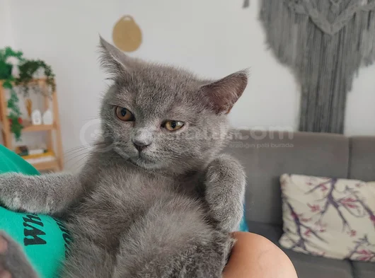 British Shorthair 3 Aylik Erkek Yavru 2000Tl  görsel