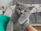 British Shorthair 3 Aylik Erkek Yavru 2000Tl 