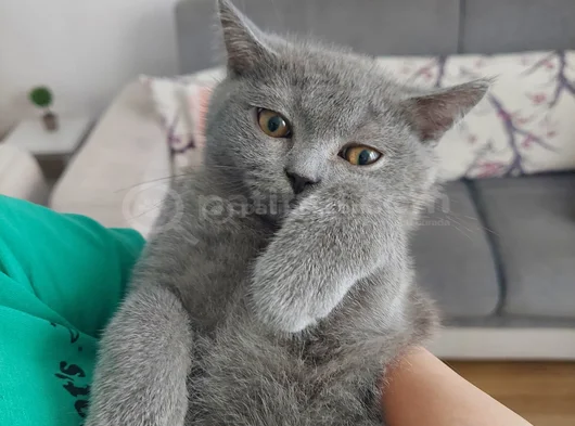 British Shorthair 3 Aylik Erkek Yavru 2000Tl  görsel