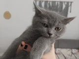 British shorthair 3 aylik erkek yavru 2000tl 