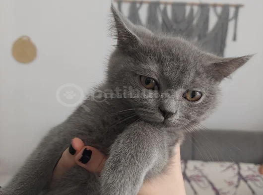 British Shorthair 3 Aylik Erkek Yavru 2000Tl 