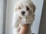 Maltese Bebeklerimiz