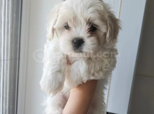 Maltese Bebeklerimiz görsel