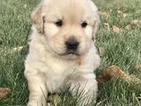 BABY FACE KÜT BURUNLU GOLDEN RETRIEVER BEBEKLER