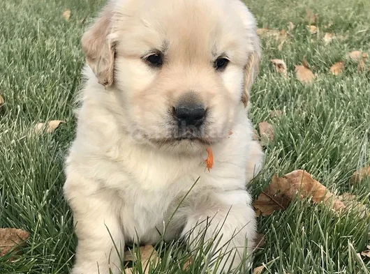 BABY FACE KÜT BURUNLU GOLDEN RETRIEVER BEBEKLER