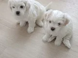 Maltese bebeklerimiz
