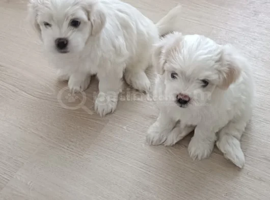 Maltese Bebeklerimiz