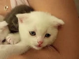 Daha 1 aylık minikler